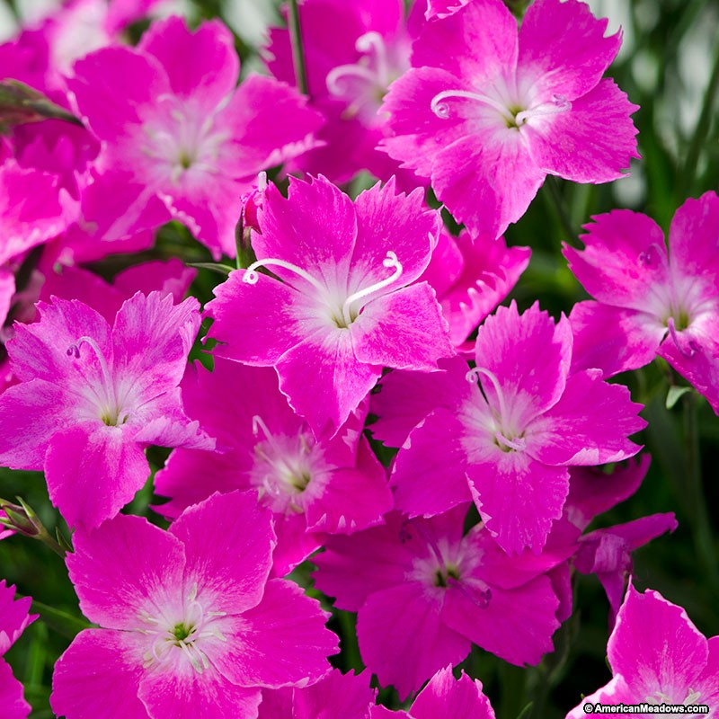 Dianthus Kahori Scarlet • Telly's Greenhouse