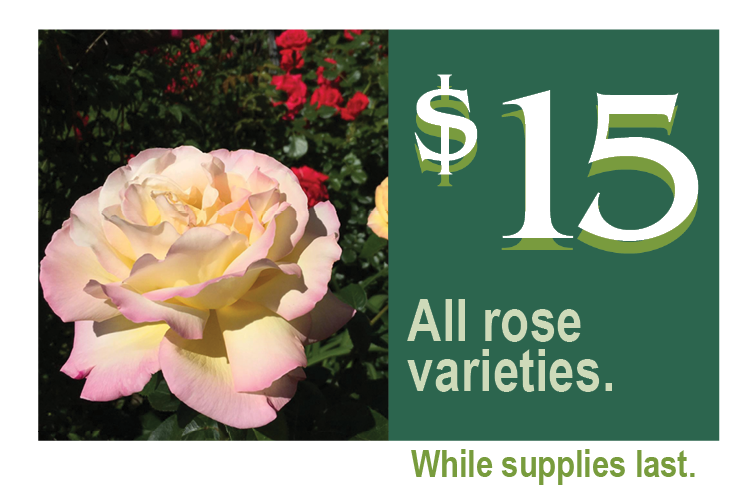 Telly' October Coupons rose promo • Telly's Greenhouse