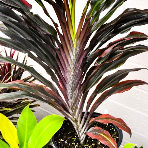 cordyline singapore twist-large • Telly’s Greenhouse