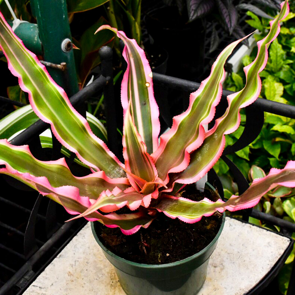 cryptanthus it-large • Telly's Greenhouse