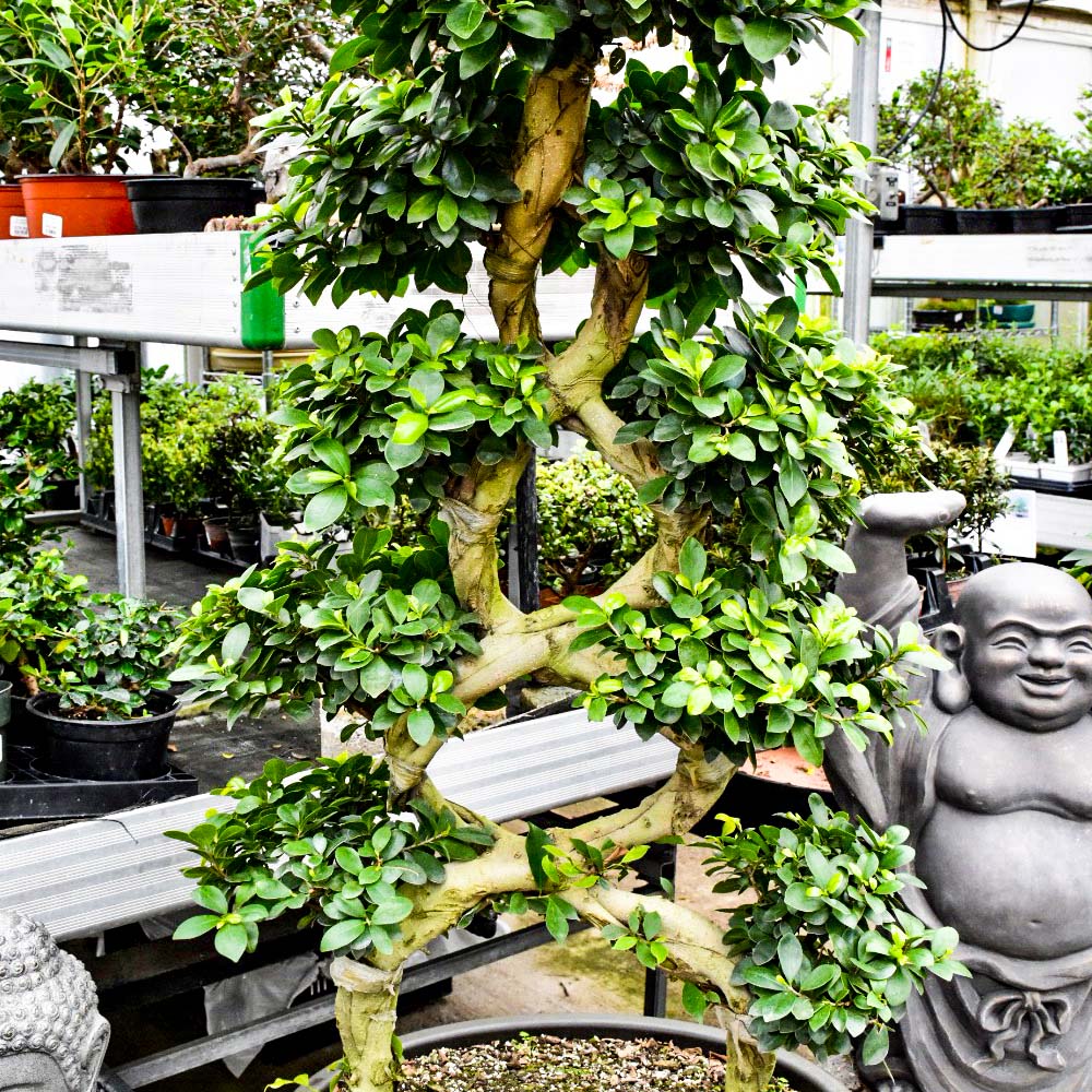 giant ficus  bonsai  large   Telly s Greenhouse