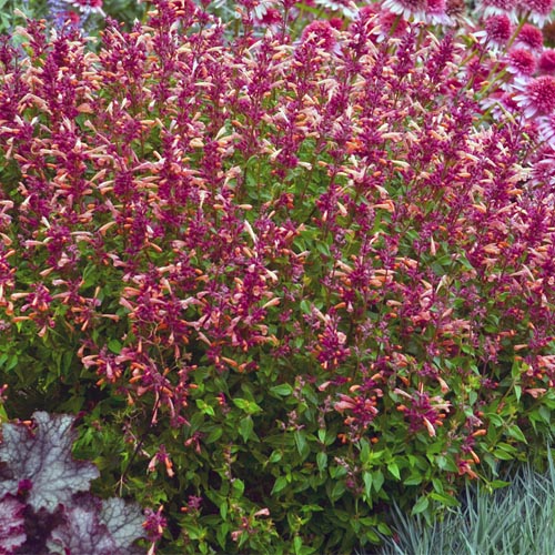 Agastache Peachie Keen • Telly's Greenhouse