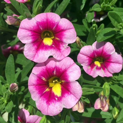 Calibrachoa Can-Can Bumble Bee Pink • Telly's Greenhouse