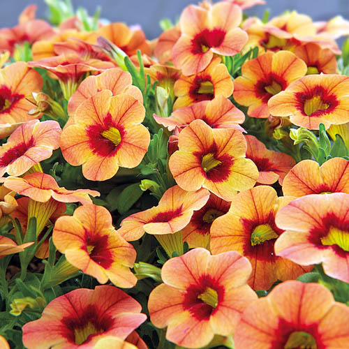 Calibrachoa Conga Sunset Kiss • Telly's Greenhouse