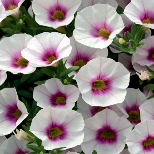 Calibrachoa Hula Pastel Pink • Telly's Greenhouse