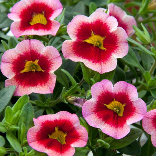 Calibrachoa Minifamous Neo Pink Strike • Telly's Greenhouse