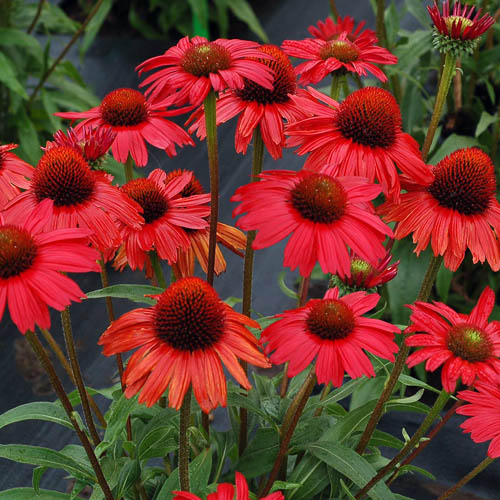 Echinacea Kismet Red • Telly's Greenhouse