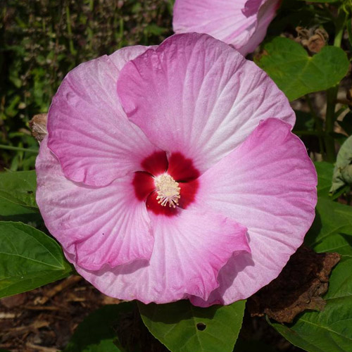 Hibiscus Airbrush Effect • Telly's Greenhouse