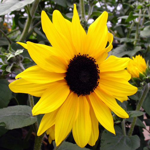 Sunflower Sunfinity • Telly's Greenhouse