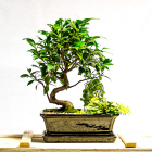 tellys bonsai ficus retusa tiger bark