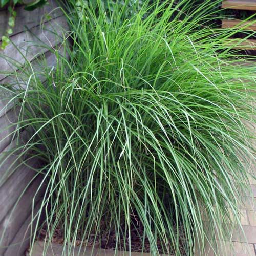 Ornamental Grasses • Telly's Greenhouse