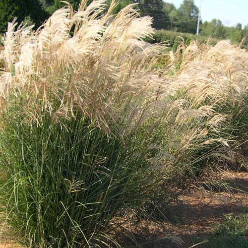 Ornamental Grasses • Telly's Greenhouse