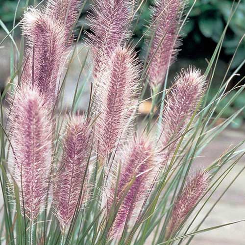 Ornamental Grasses • Telly's Greenhouse