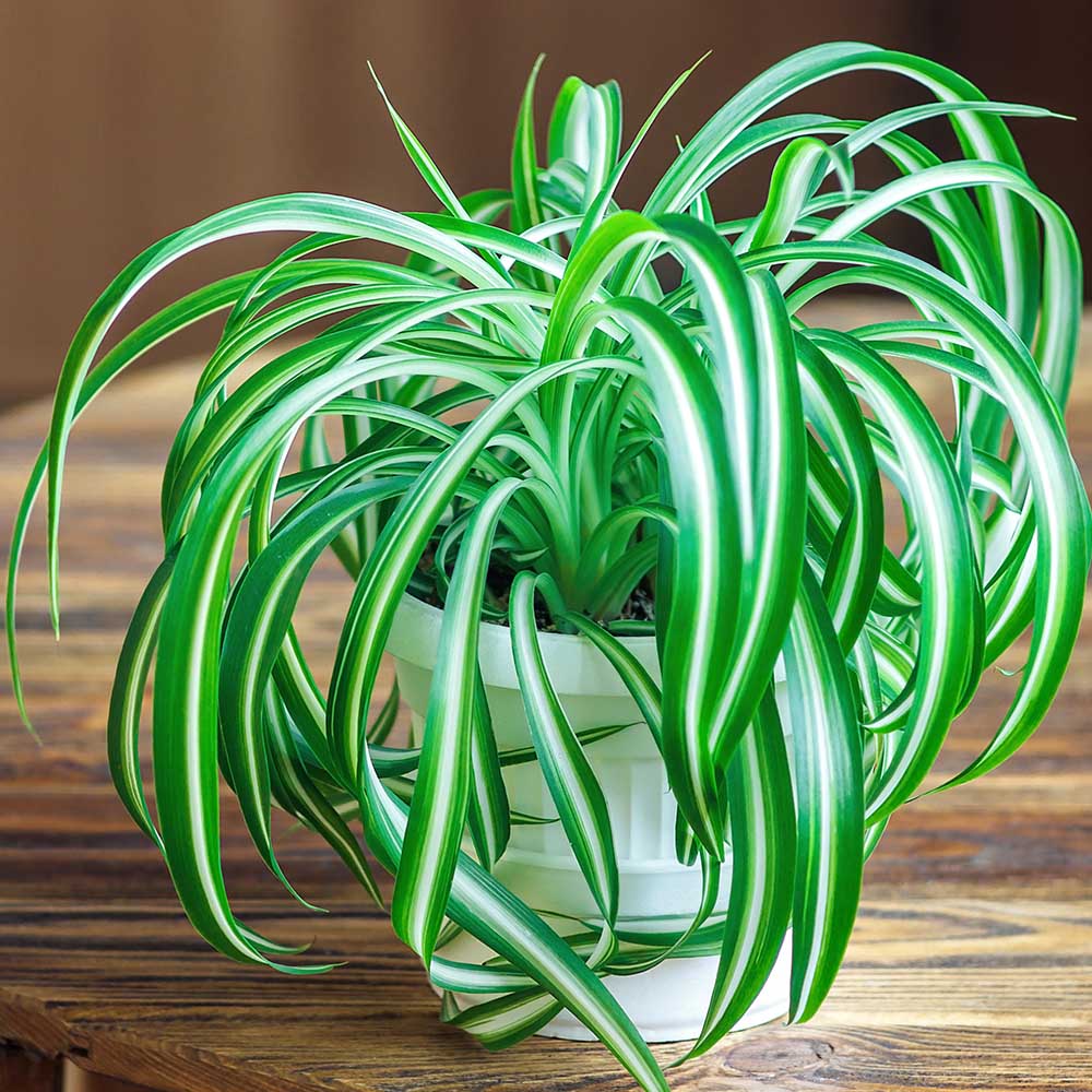 Spider Plants Aren't Creepy”We Promise! - Salisbury Greenhouse - Blog